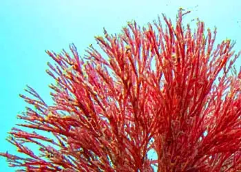 Haematococcus Haematococcus