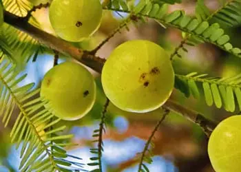 Amla Amla
