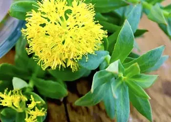 Rodhiola Rhodiola