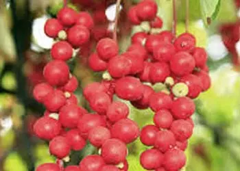 Schisandra Schisandra