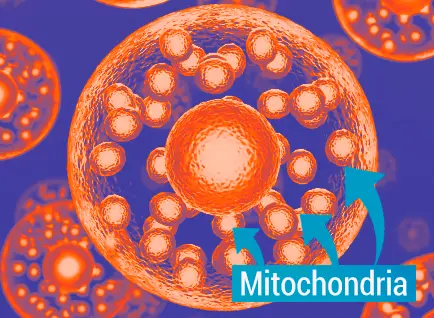 Mitochondria Mitochondrial